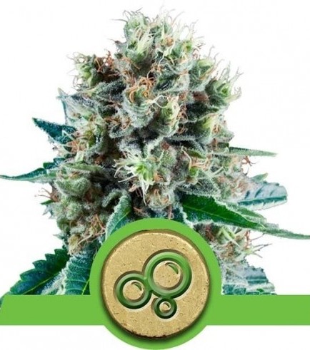 Bubble Kush Automatica