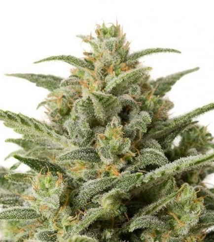 White Widow Autofiorente