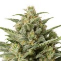 White Widow Autofiorente