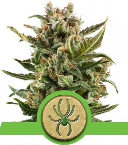 White Widow Autofiorente