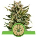 White Widow Autofiorente