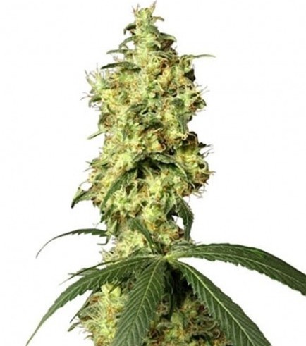 White Widow Autofiorente