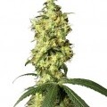 White Widow Autofiorente