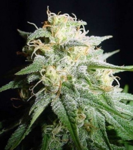 White Widow Autofiorente