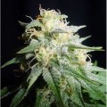 White Widow Autofiorente