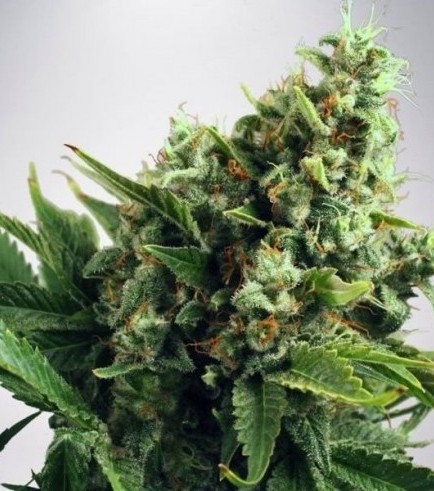 White Widow Autofiorente