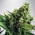 White Widow Autofiorente