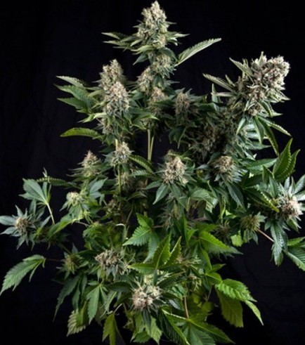 White Widow Autofiorente