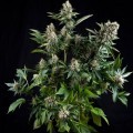 White Widow Autofiorente