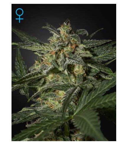 White Widow Autofiorente