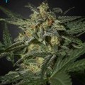 White Widow Autofiorente