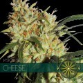 Cheese (Vision Seeds)