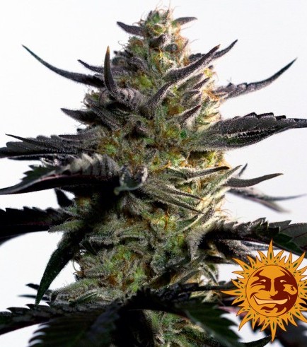 Blueberry OG (Barney's Farm)