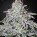 Franco's Lemon Cheese (Greenhouse Seeds)