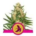 Fat Banana (Royal Queen Seeds)