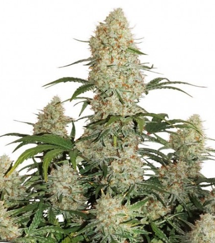 Auto Critical Orange Punch (Dutch Passion)