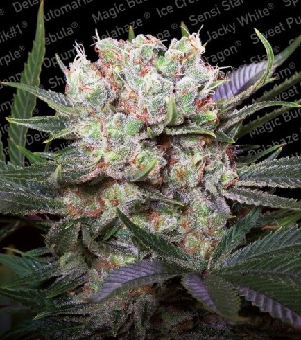 Californian Gold (Paradise Seeds)