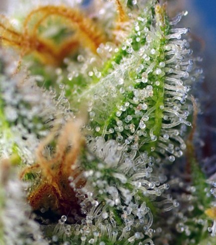 Crystal Candy - F1 Fast Version (Sweet Seeds)