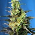 Ice Cool CBD (Sweet Seeds)