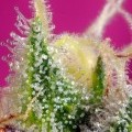 S.A.D. Sweet Afgani Delicious CBD (Sweet Seeds)