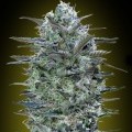 Critical Lemon (Advanced Seeds)