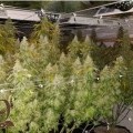Toxic Blue 33 (CH9 Seeds)