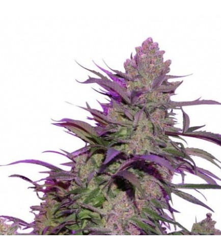 Blue Lemon Thai (CH9 Seeds)