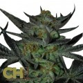 Herijuana Jack 33 (CH9 Seeds)