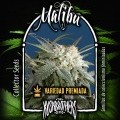 Malibú (KushBrothers)