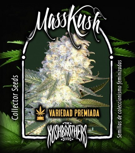 MassKush (KushBrothers)