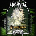 MassKush (KushBrothers)