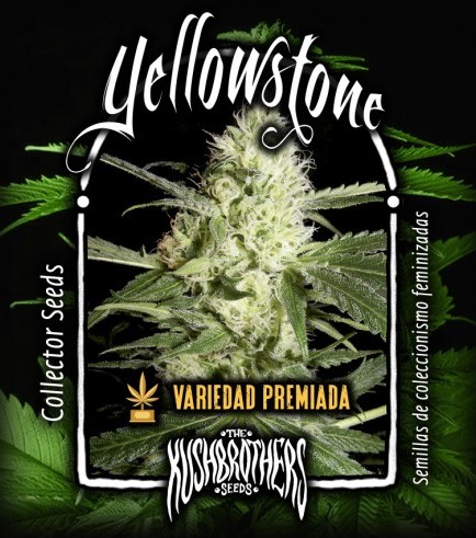 Yellowstone (KushBrothers)