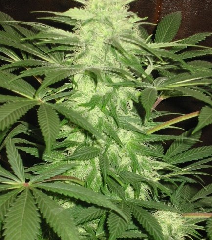 Desert Queen (No Mercy Seeds)