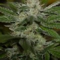 Chemdawg (Humboldt Seeds)