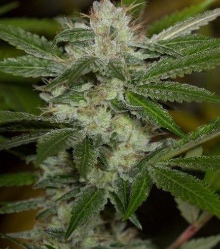 Chemdawg (Humboldt Seeds)