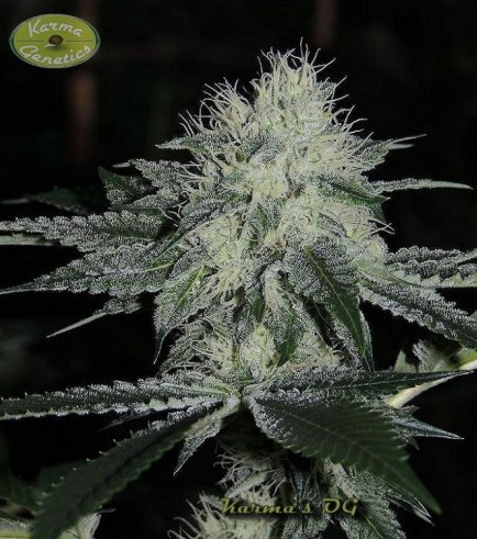 Karma's OG (Karma Genetics)