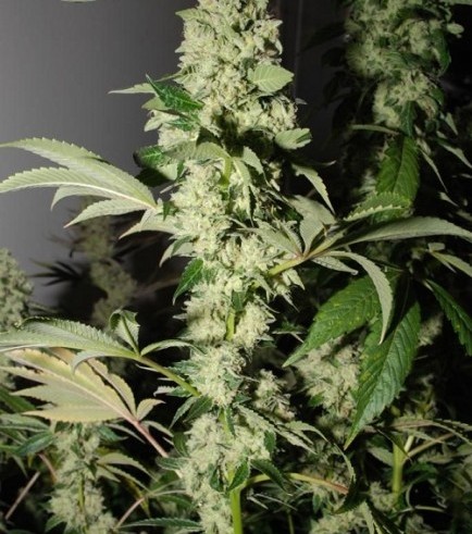 Headbanger (Karma Genetics)