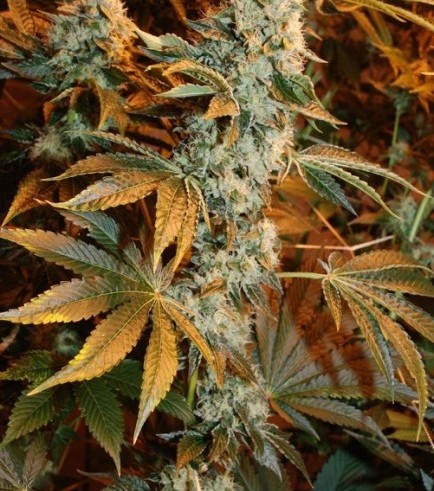 Headbanger (Karma Genetics)