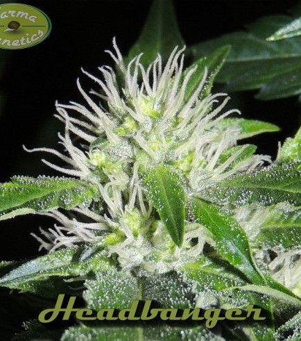 Headbanger (Karma Genetics)