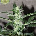 Headbanger (Karma Genetics)