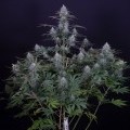 Cheese CBD (Dinafem)