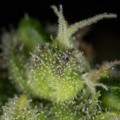 Cheese CBD (Dinafem)