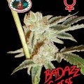 Badazz Cheese (Big Buddha Seeds)