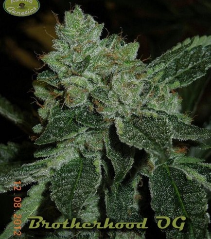 Brotherhood OG (Karma Genetics)