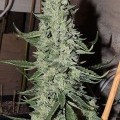 Cheesy Rider (Karma Genetics)