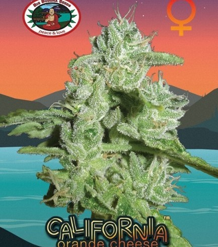 California Orange Cheese (Big Buddha Seeds)