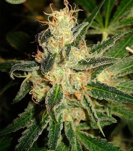 Dominator (Karma Genetics)