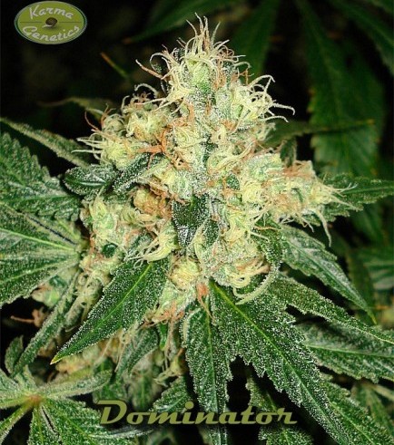 Dominator (Karma Genetics)