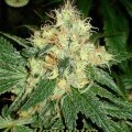 Dominator (Karma Genetics)