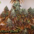 Sour Jack (Karma Genetics)